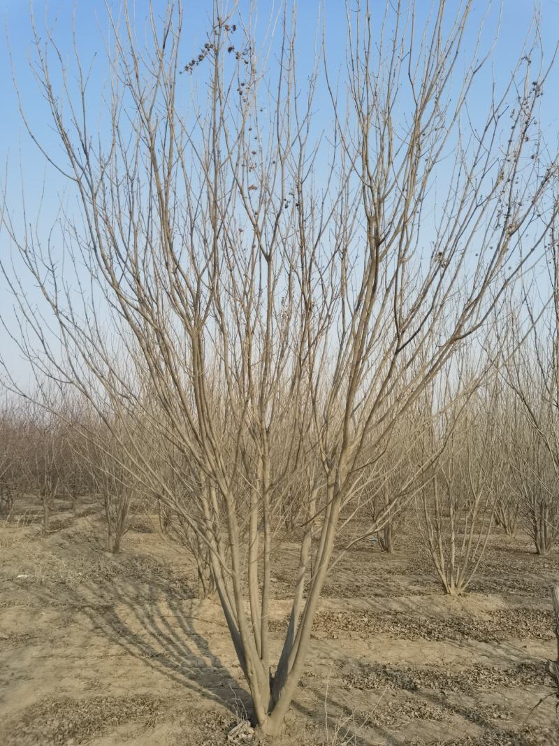 丛生白蜡，精品白蜡，地产专用白蜡，白蜡