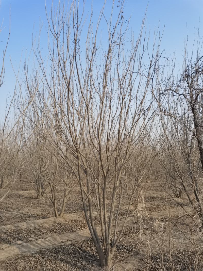 丛生白蜡，精品白蜡，地产专用白蜡，白蜡