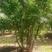 丛生五角枫，五角枫，高度3-7米，规格10-20公分