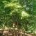 丛生五角枫，五角枫，高度3-7米，规格10-20公分