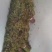 贵州正宗野生蕨菜，味道巴适得很，需要老板联系！！！！！！