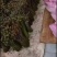 贵州正宗野生蕨菜，味道巴适得很，需要老板联系！！！！！！