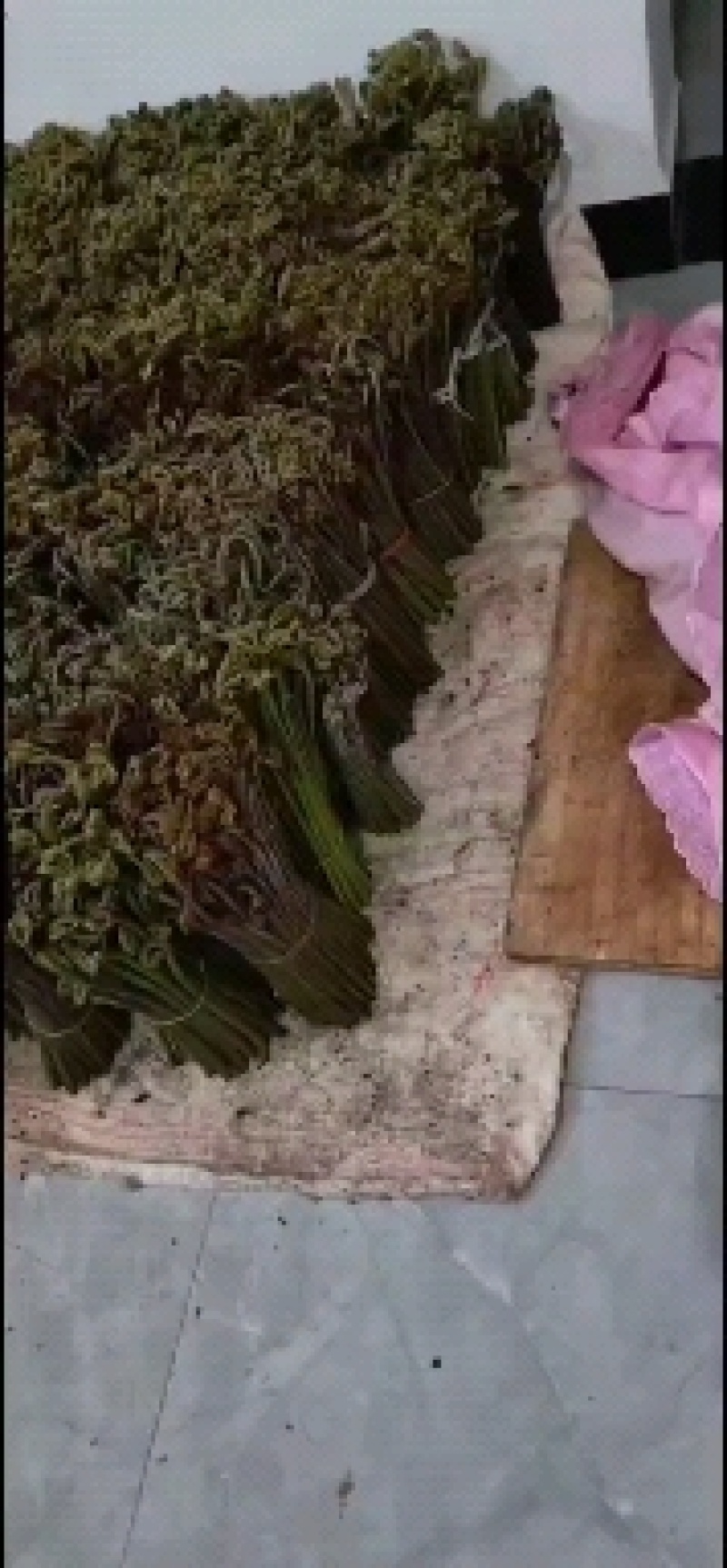 贵州正宗野生蕨菜，味道巴适得很，需要老板联系！！！！！！
