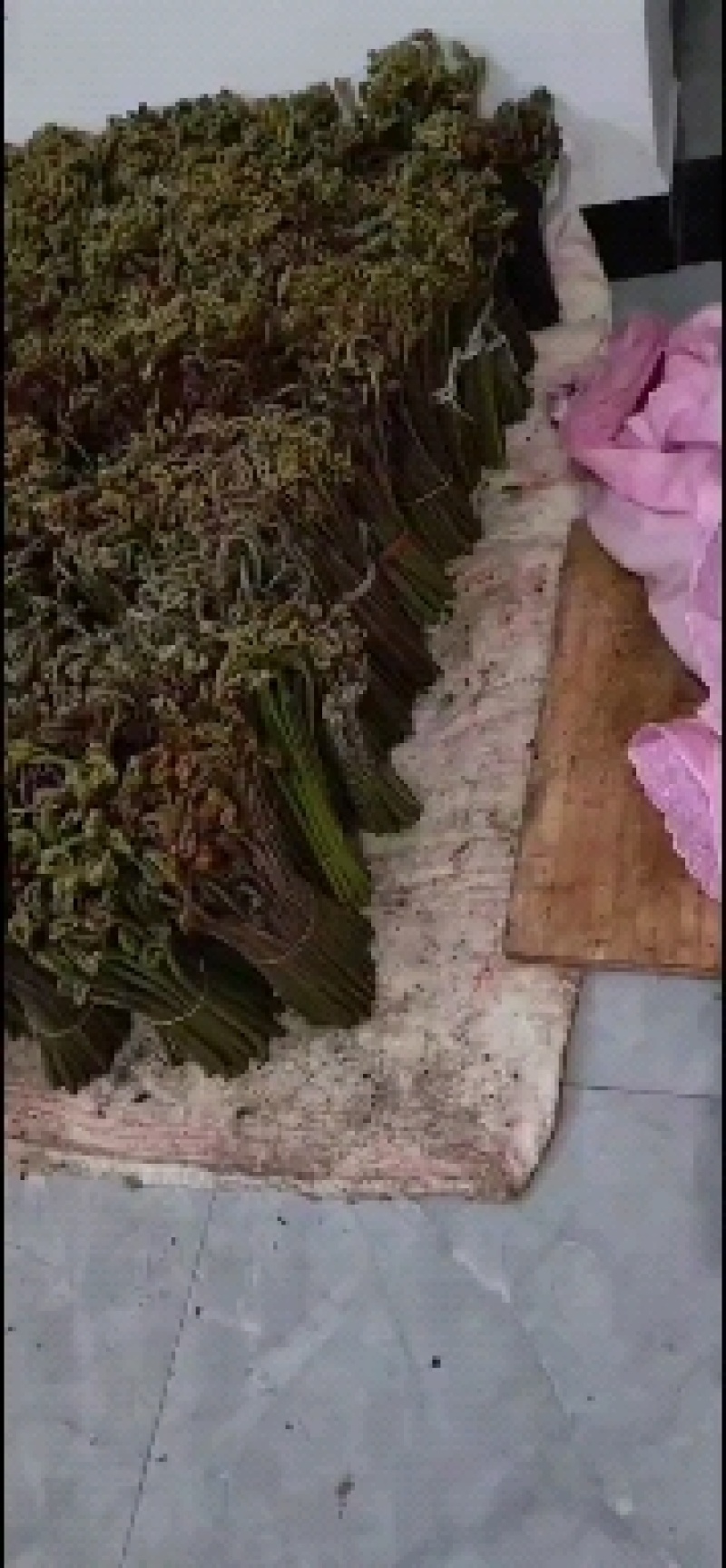 贵州正宗野生蕨菜，味道巴适得很，需要老板联系！！！！！！