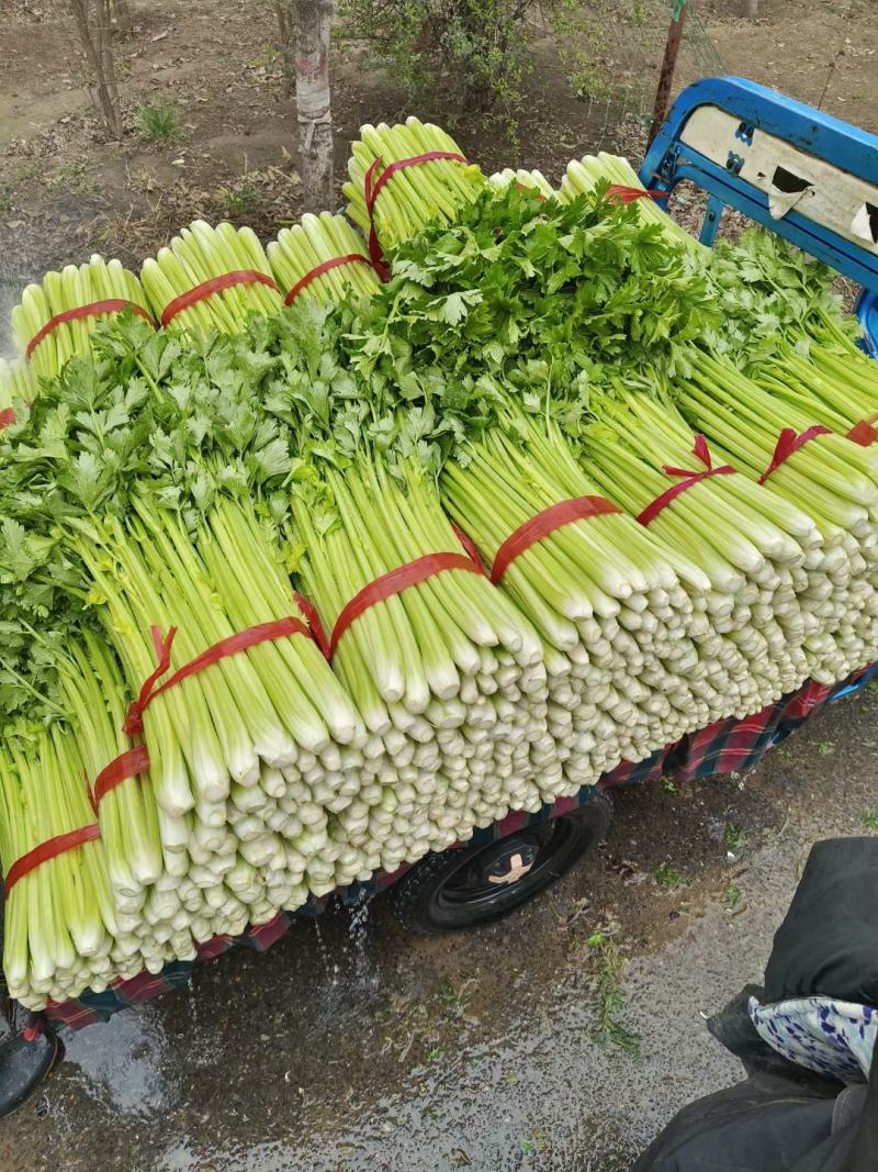 精品芹菜大量中小棵，上货快，产地直发全国各地，一条龙服务