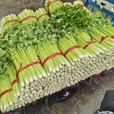 精品芹菜大量中小棵，上货快，产地直发全国各地，一条龙服务