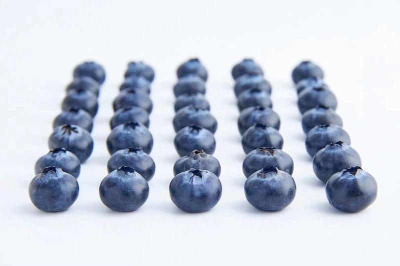蓝莓，丹东优瑞卡，蓝枫，杜克，H5，L.L25*宝石云雀