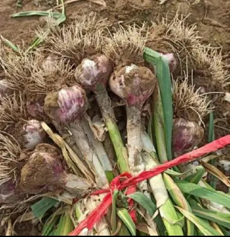 河南中牟产地大蒜把子蒜大量供应全国合作共赢