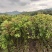 大袋香樟一到三公分一手货源成活率保证基地直发