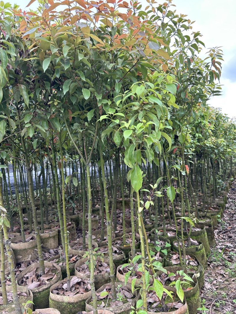 大袋香樟一到三公分一手货源成活率保证基地直发