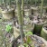 大袋香樟一到三公分一手货源成活率保证基地直发