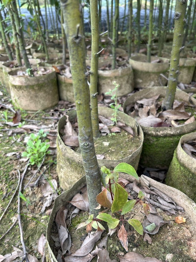 大袋香樟一到三公分一手货源成活率保证基地直发