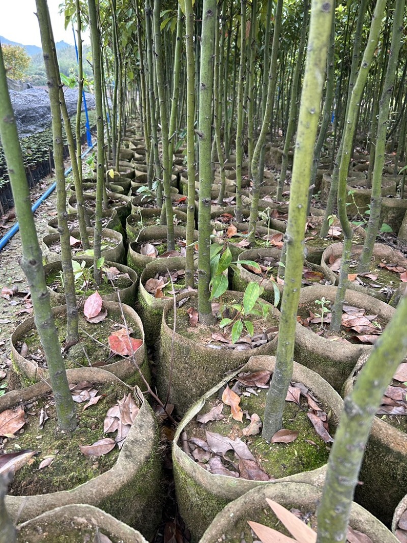大袋香樟一到三公分一手货源成活率保证基地直发