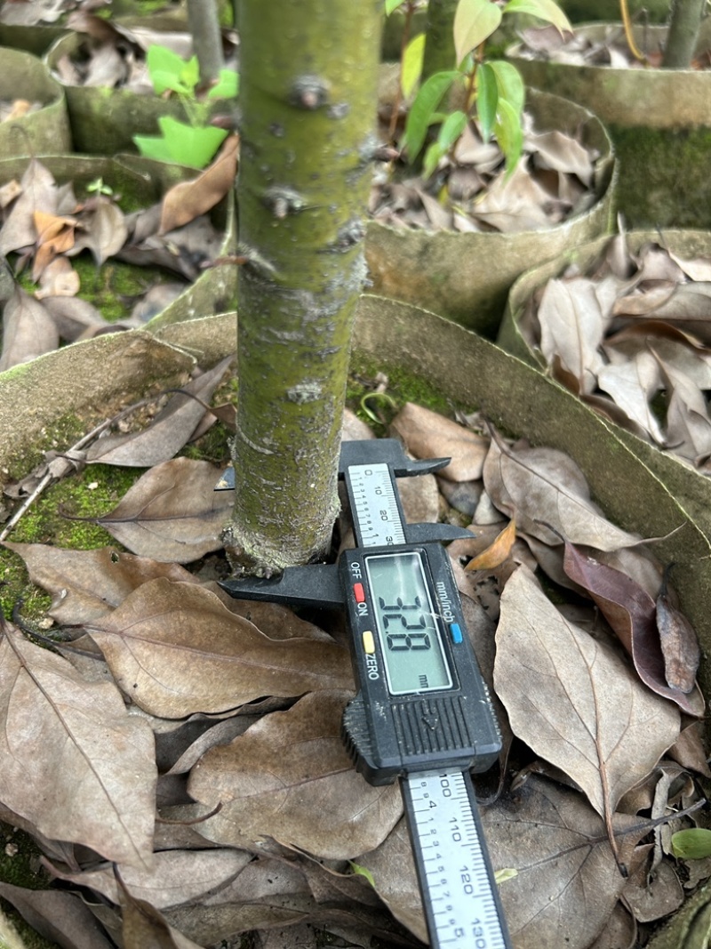 大袋香樟一到三公分一手货源成活率保证基地直发