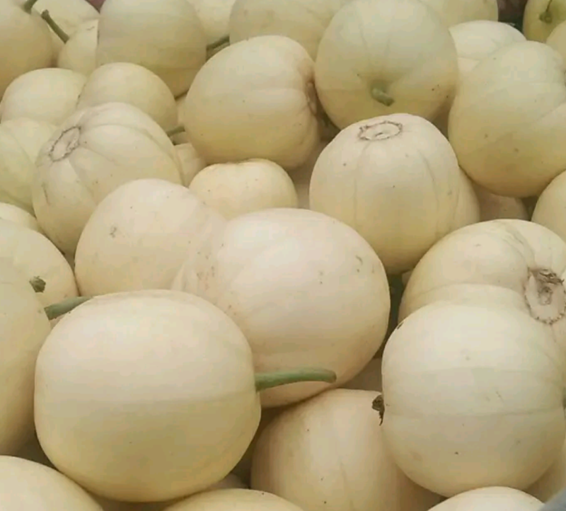 精品甜瓜甜宝香瓜小白瓜，基地直供，大量有货！