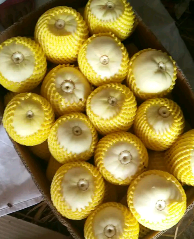精品甜瓜甜宝香瓜小白瓜，基地直供，大量有货！