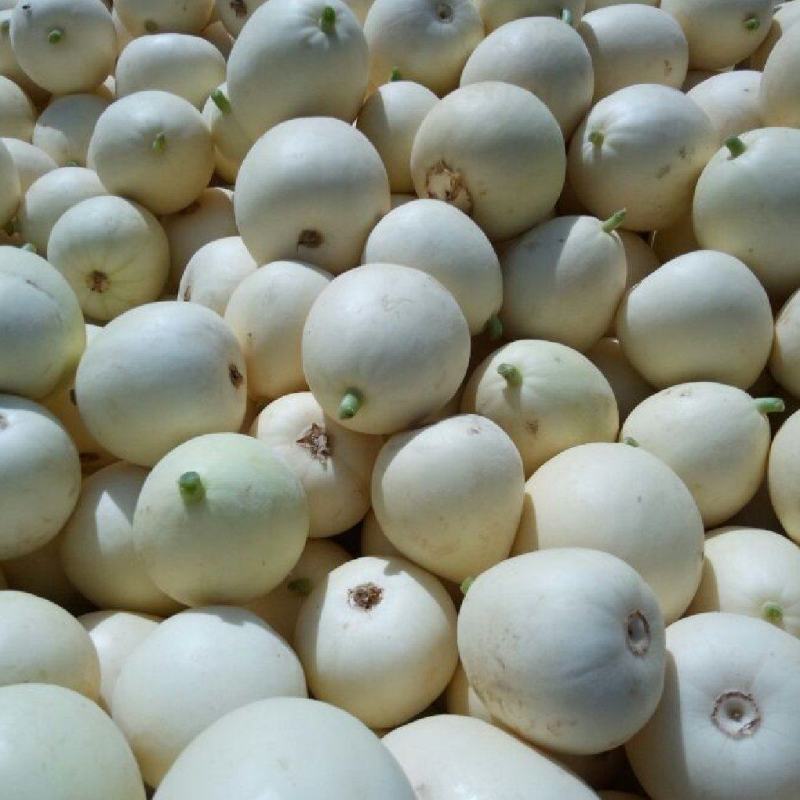 精品甜瓜甜宝香瓜小白瓜，基地直供，大量有货！