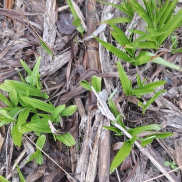 白芨块茎种苗