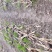 白芨块茎种苗