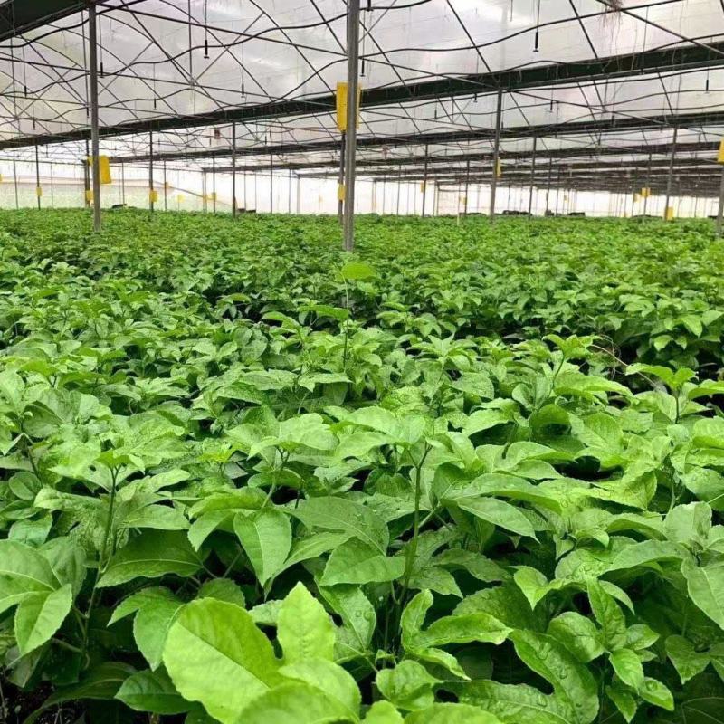 百香果苗紫香台农嫁接黄金百香果四季结果当年种当年收