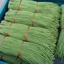 精品长豆角大量上市中，颜色油绿，条形直，无鼓子，货源充足