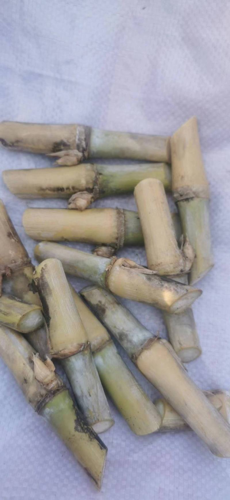 新品种皇竹草甛象红象草牛马羊食用四季牧草芽节
