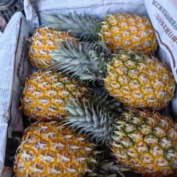 海南菠萝、凤梨