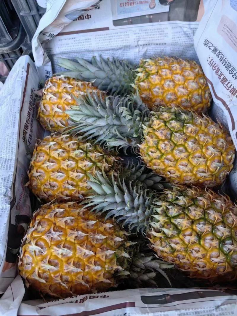海南菠萝、凤梨