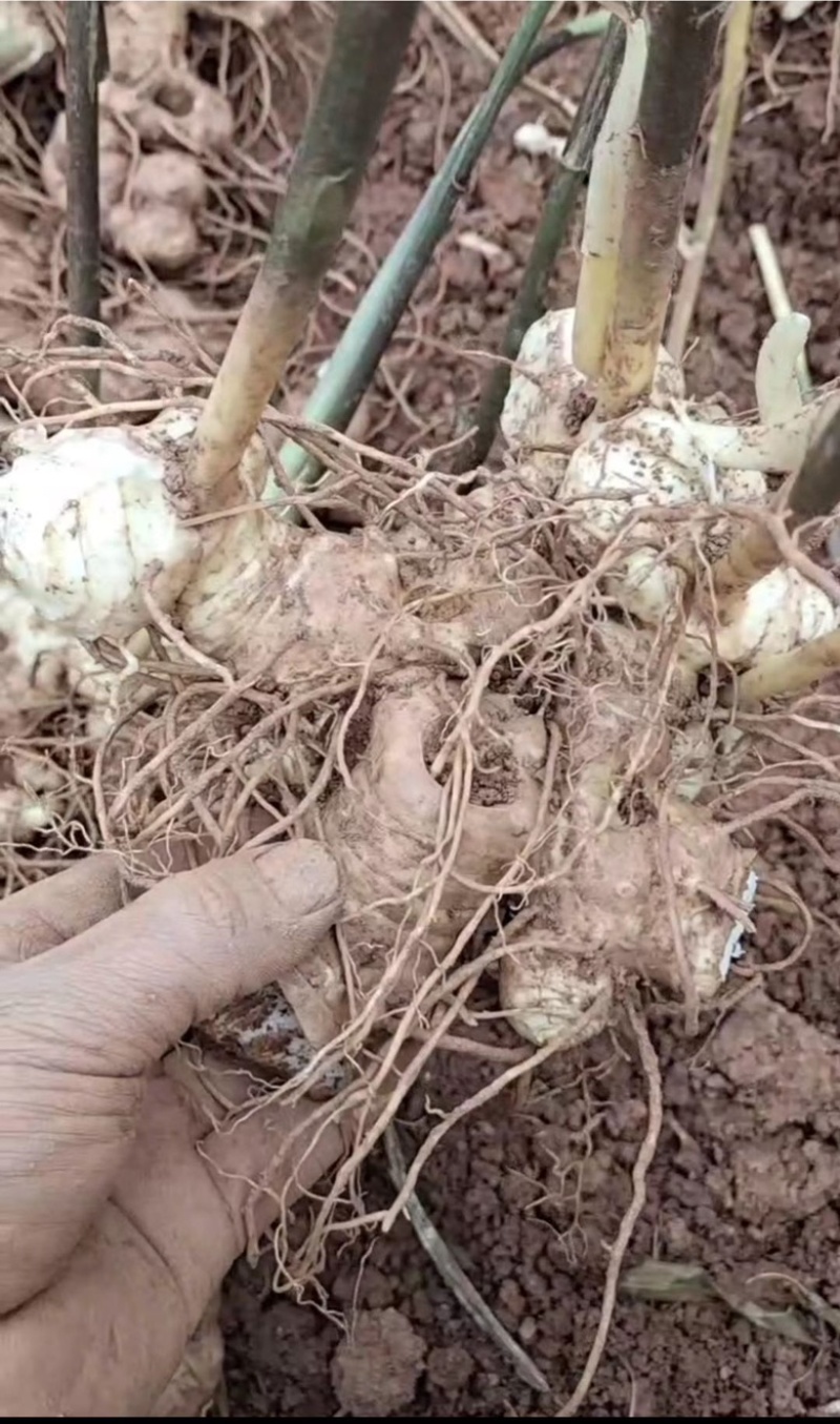 黄精中小大量上市，发往全国，规格齐全。