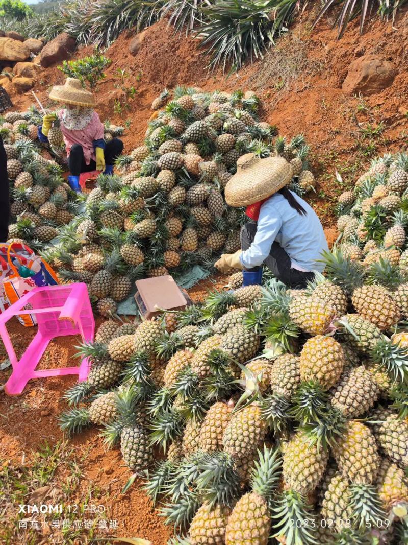 海南菠萝、凤梨