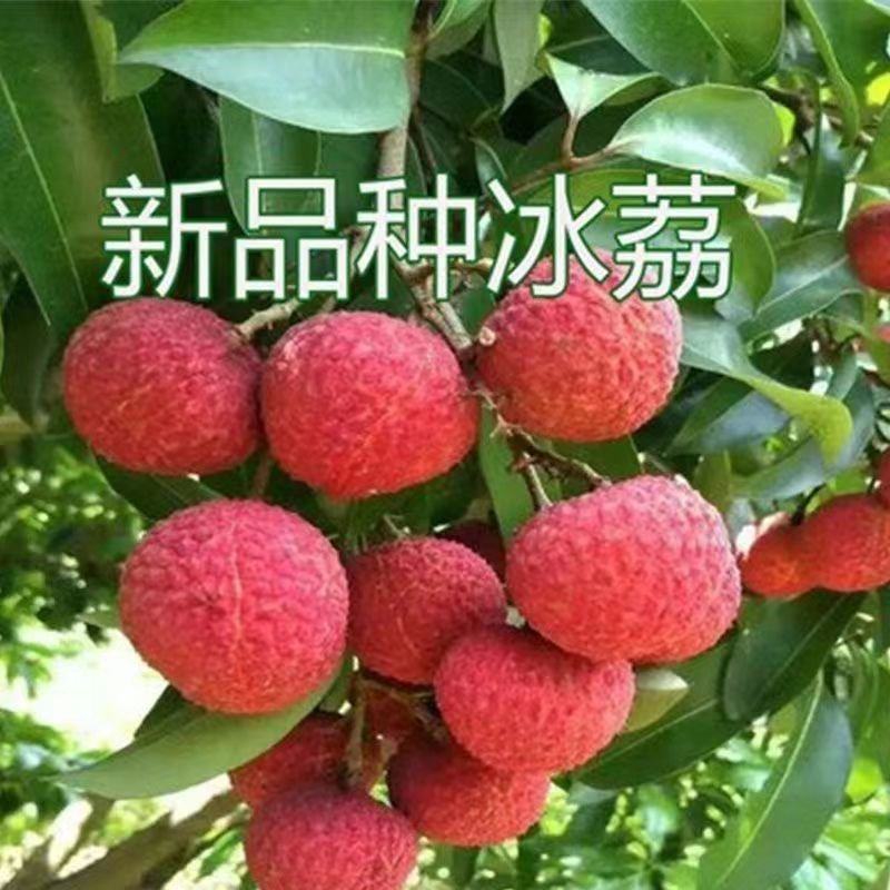本产品荔枝树苗有仙进奉荔枝，妃子笑荔枝，冰荔，无核荔枝，