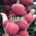 本产品荔枝树苗有仙进奉荔枝，妃子笑荔枝，冰荔，无核荔枝，