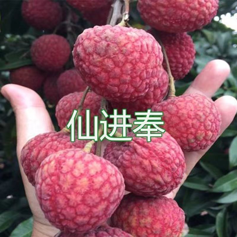 本产品荔枝树苗有仙进奉荔枝，妃子笑荔枝，冰荔，无核荔枝，