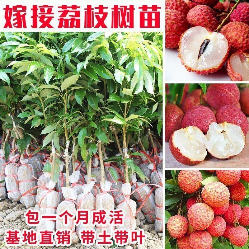 本产品荔枝树苗有仙进奉荔枝，妃子笑荔枝，冰荔，无核荔枝，