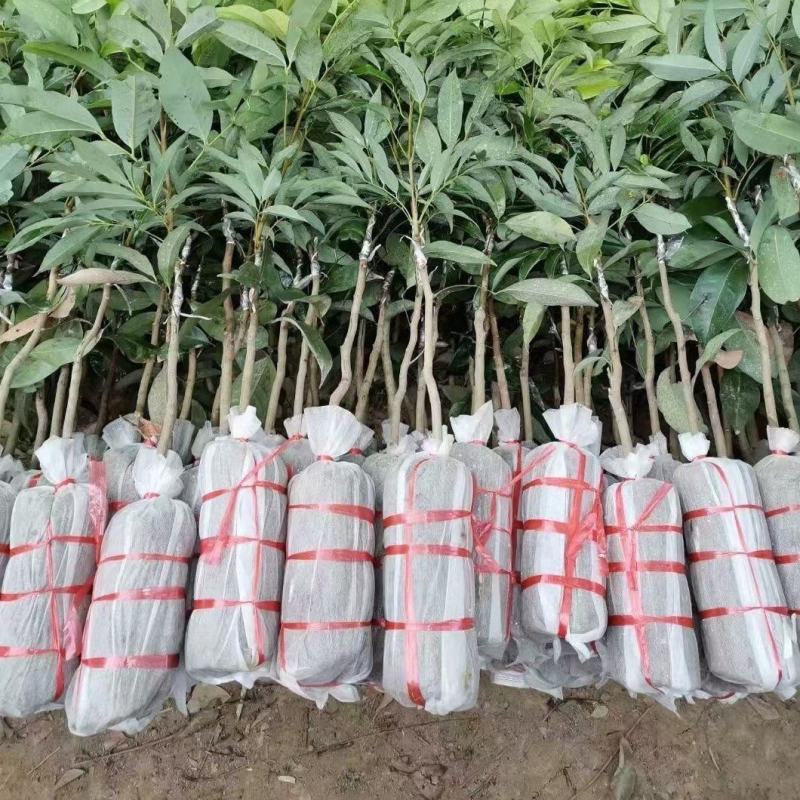 本产品荔枝树苗有仙进奉荔枝，妃子笑荔枝，冰荔，无核荔枝，
