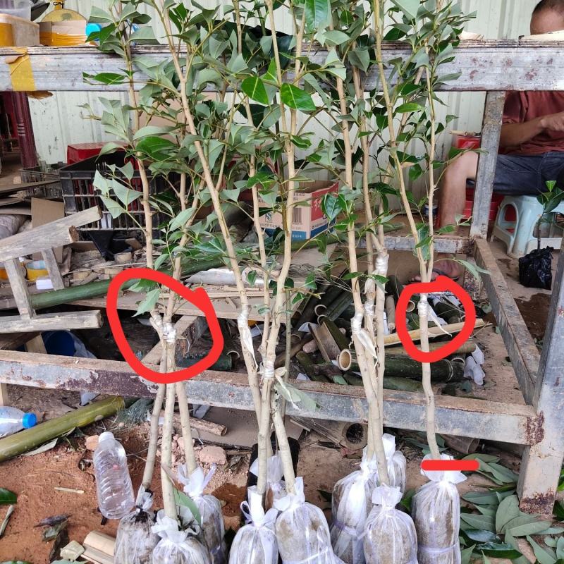 本产品荔枝树苗有仙进奉荔枝，妃子笑荔枝，冰荔，无核荔枝，