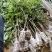 本产品荔枝树苗有仙进奉荔枝，妃子笑荔枝，冰荔，无核荔枝，