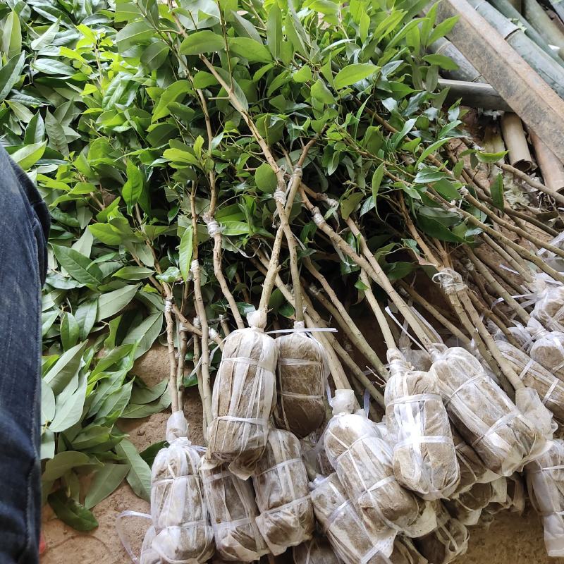 本产品荔枝树苗有仙进奉荔枝，妃子笑荔枝，冰荔，无核荔枝，
