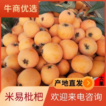 四川米易枇杷，现摘现发，大量供应，果园基地直发