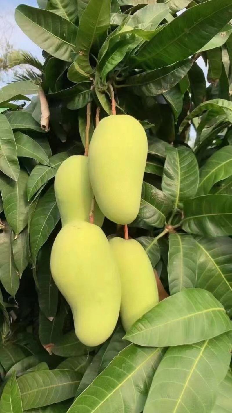 金煌芒，大青芒已大量上市，香甜爽口，对接电商，团购，市场