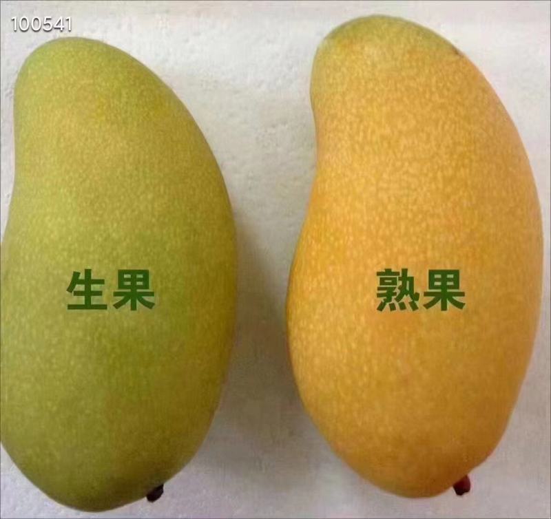 金煌芒，大青芒已大量上市，香甜爽口，对接电商，团购，市场