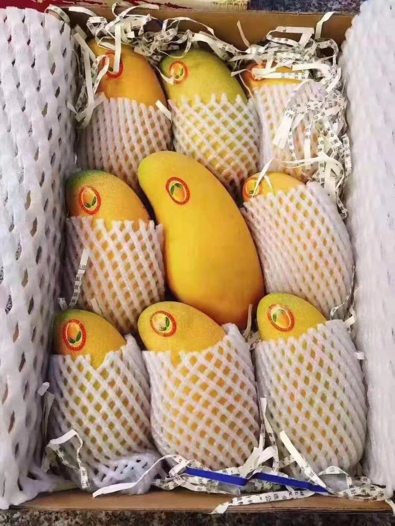 金煌芒，大青芒已大量上市，香甜爽口，对接电商，团购，市场