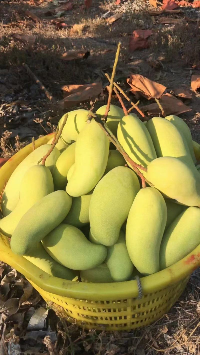 金煌芒，大青芒已大量上市，香甜爽口，对接电商，团购，市场