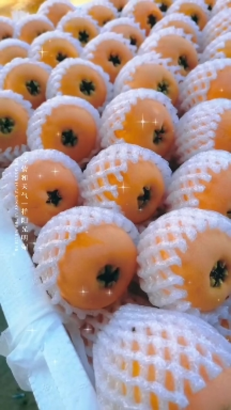 四川米易枇杷，现摘现发，大量供应，果园基地直发