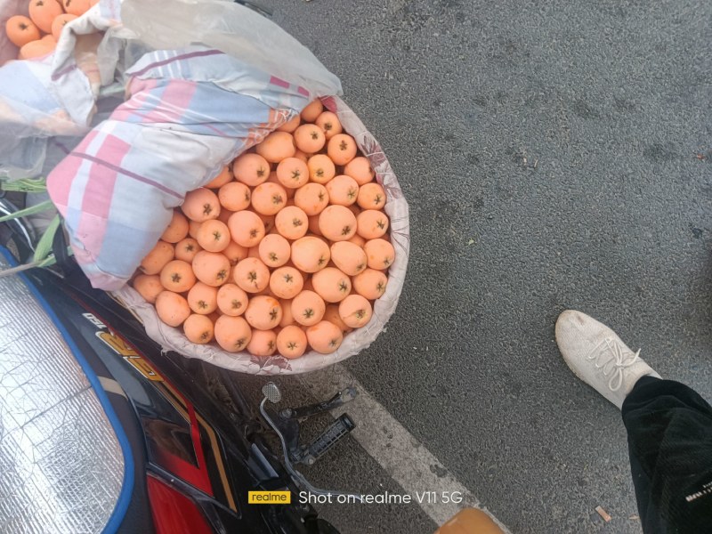 四川米易枇杷，现摘现发，大量供应，果园基地直发