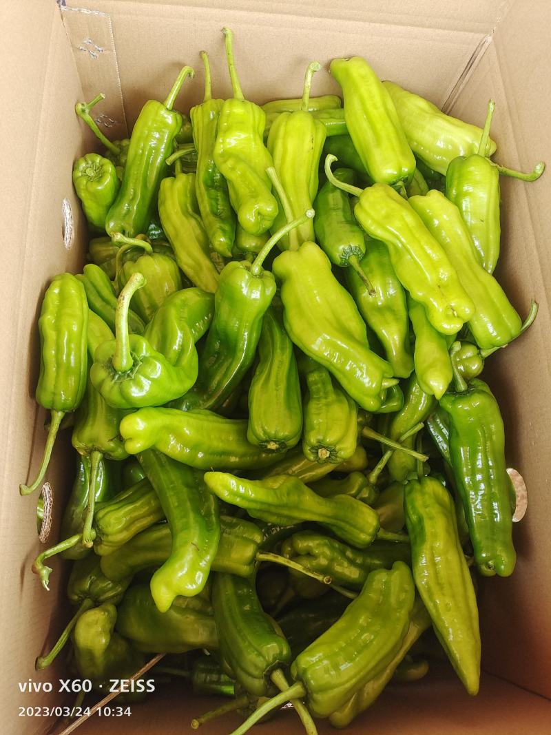 广东湛江新鲜泡王大量上市中，大量供应电商超市市场！