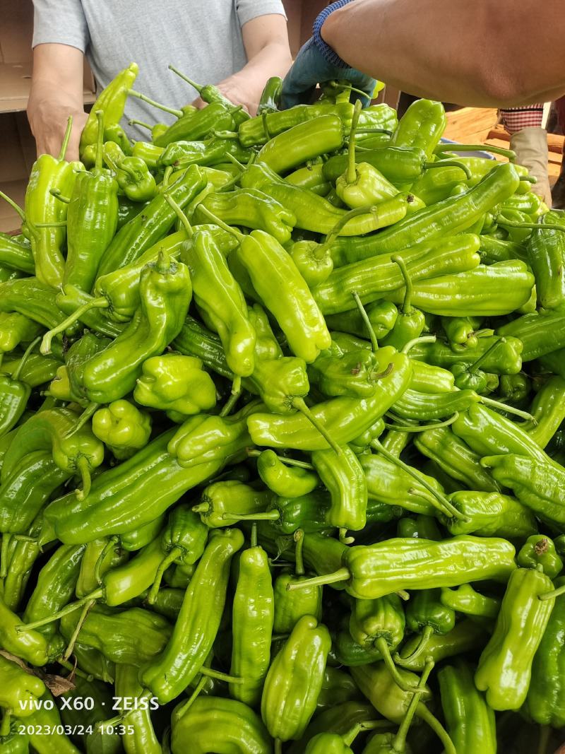 广东湛江新鲜泡王大量上市中，大量供应电商超市市场！