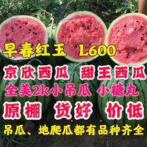 保熟保甜（西瓜品种齐全）京欣-红玉-2K-l600等