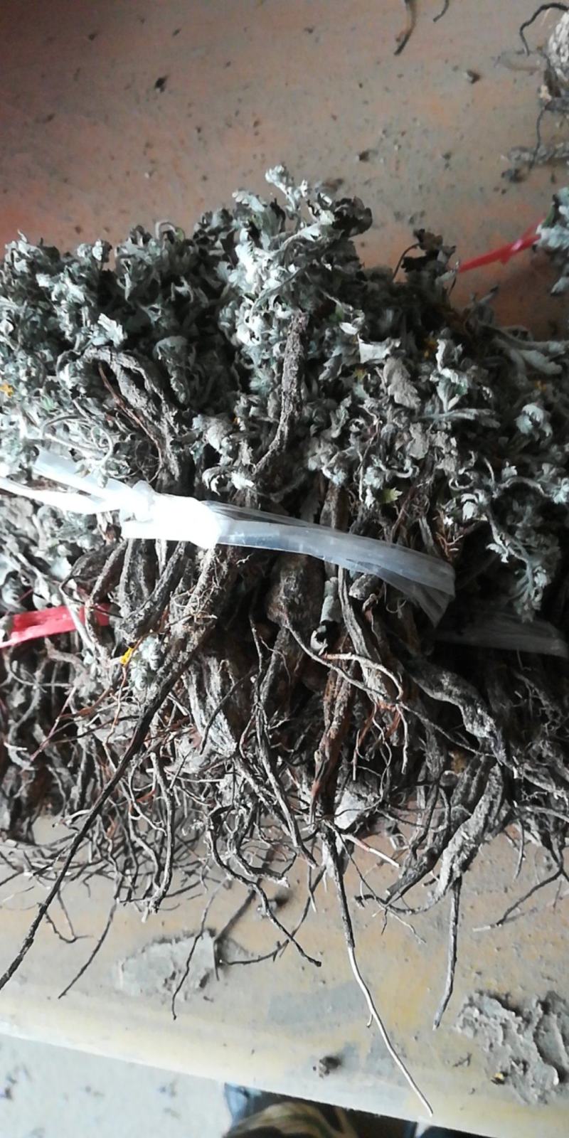 翻白草，天青地白*.正宗的2026年的新货.欢迎订购。