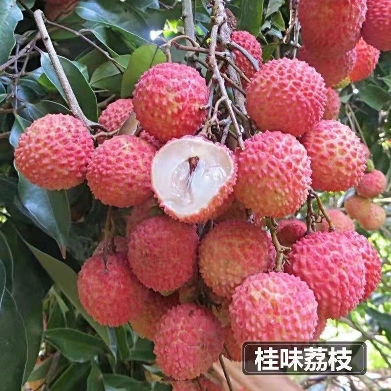 荔枝树苗